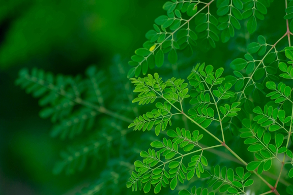 Close-up of vibrant Moringa leaves
